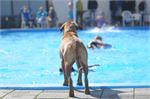 Honden zwemmen (7)